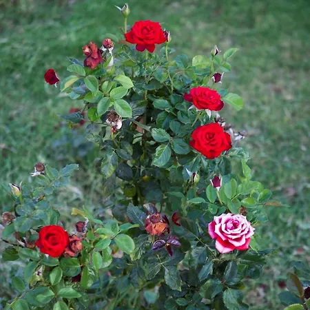 Sun Rays * Kazaphani