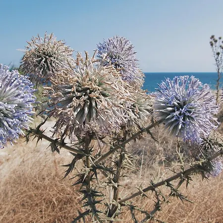 Sun Rays بيت شباب *