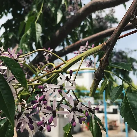 Sun Rays بيت شباب Kazaphani