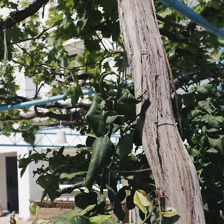 بيت شباب Sun Rays *