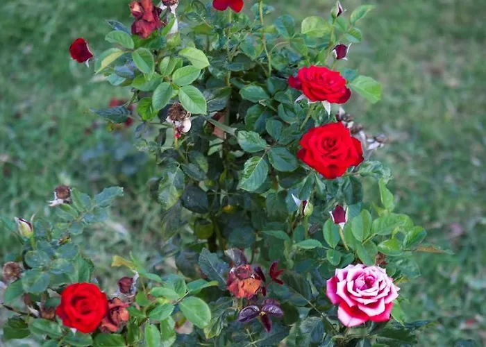 Sun Rays * Kazaphani