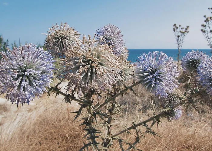 Sun Rays Хостел *