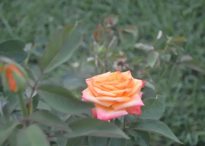 Хостел Sun Rays