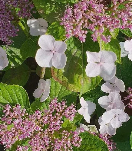 Sun Rays Хостел